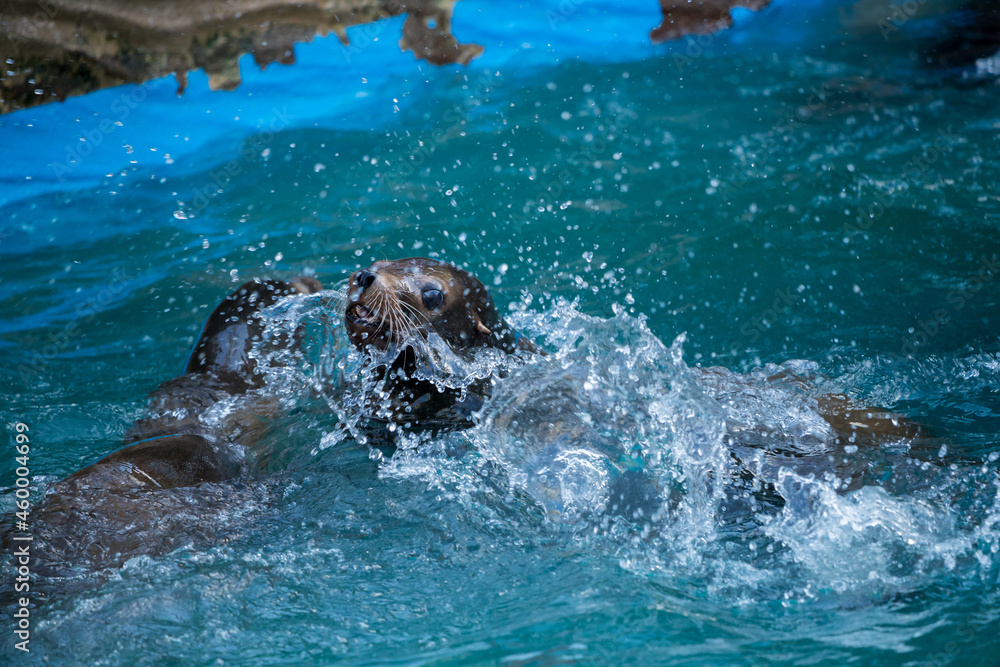 Obraz premium 動物園のカリフォルニアアシカの遊ぶ様子