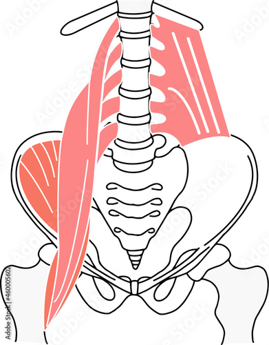 骨盤と骨盤周りの腰痛に関する筋肉 photo