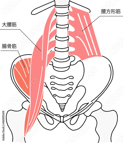 骨盤と骨盤周りの腰痛に関する筋肉