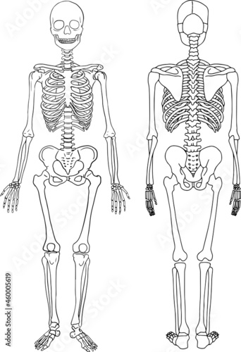 人体の全身骨格・前面と背面