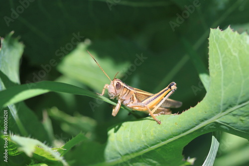 closeup of grasshopper on green leaf