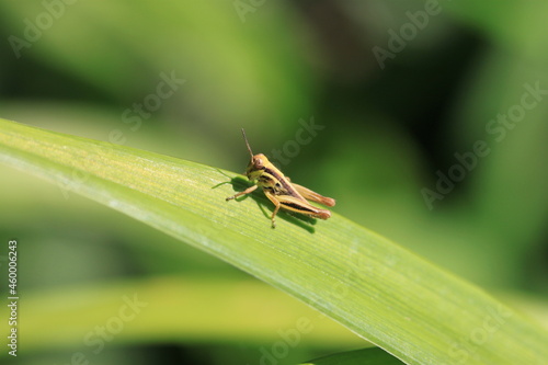grasshopper on green background