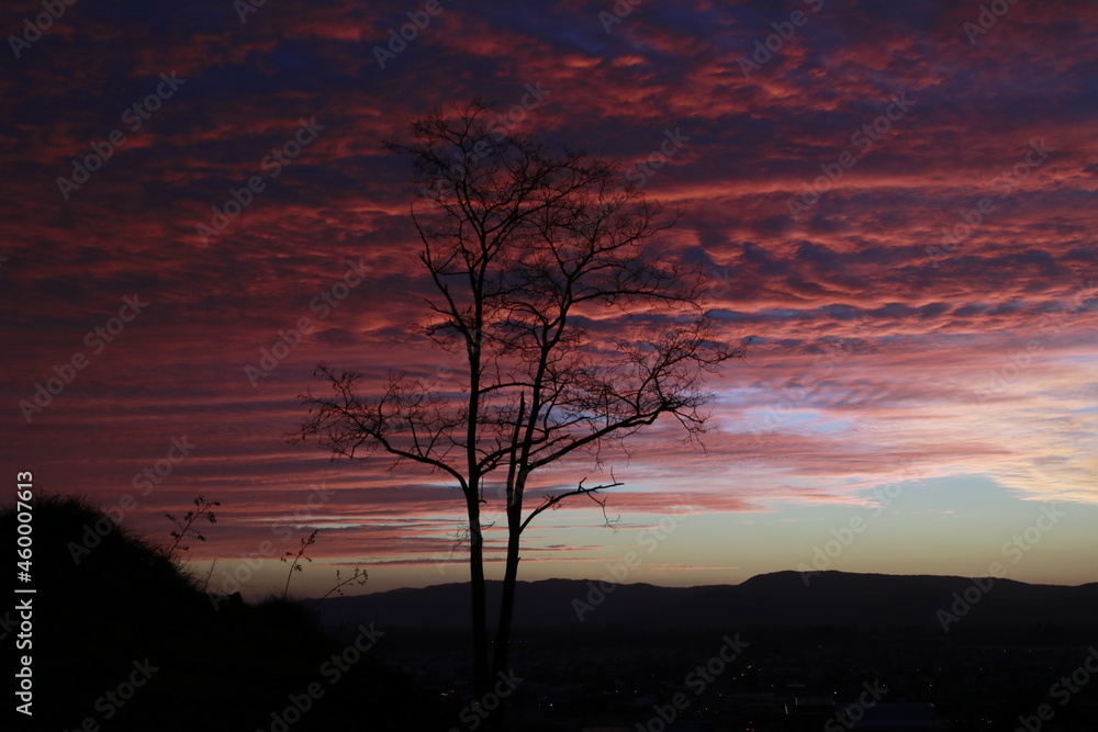 Fototapeta premium sunset in the forest