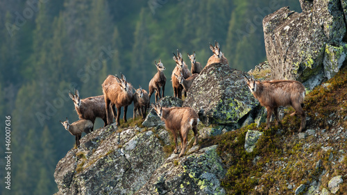 Group of tatra chamois, rupicapra rupicapra tatrica, climbing on rocks in summer. Adult wild goats protecting young kids on stones. Herd of alpine horned mammals standing on cliff.
