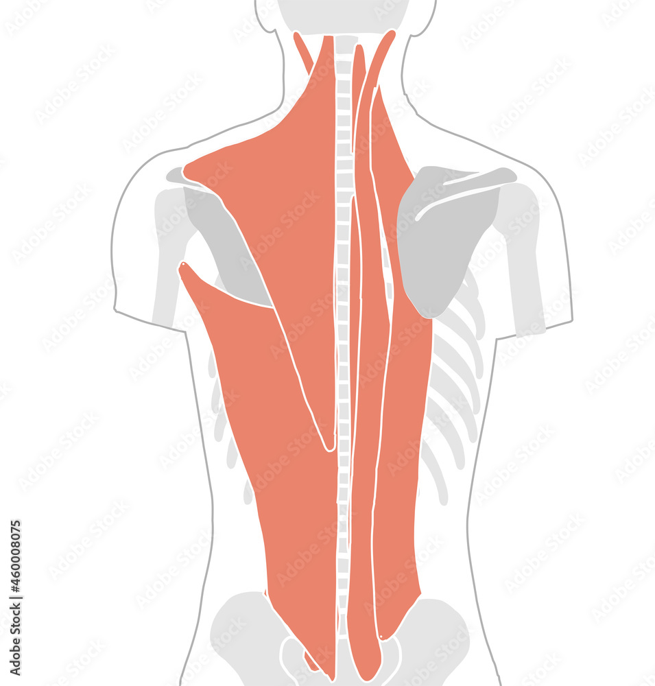 背中 腰 肩 首についている筋肉 Vector De Stock Adobe Stock 背中 腰 肩 首についている筋肉 Vector De Stock Adobe Stock