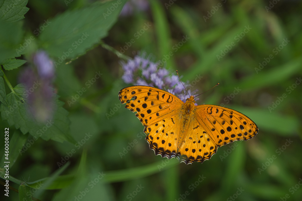 Obraz premium ヒョウモンチョウ