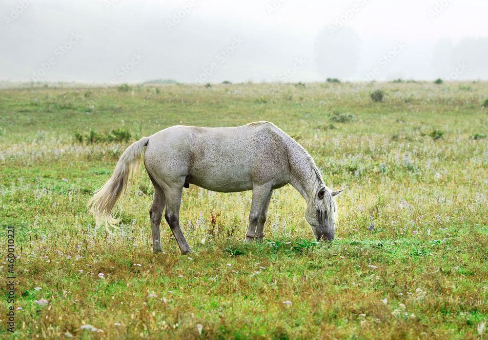 A white mottled horse on a meadow in the fog A white mottled horse on a meadow in the fog