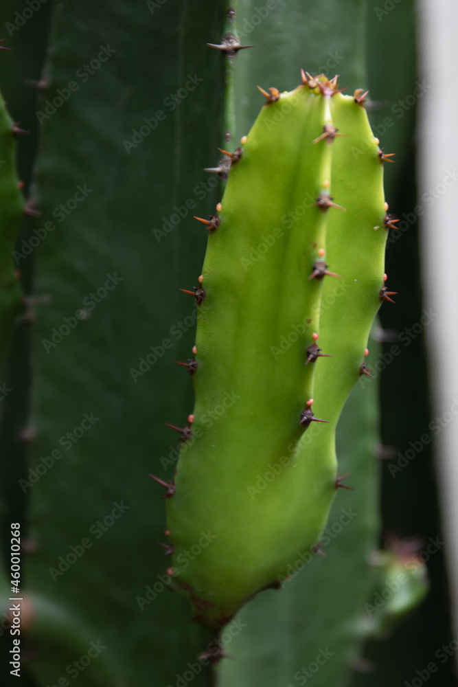 Close up Cactus , showing spines and texture on the surface Close up Cactus , showing spines and texture on the surface