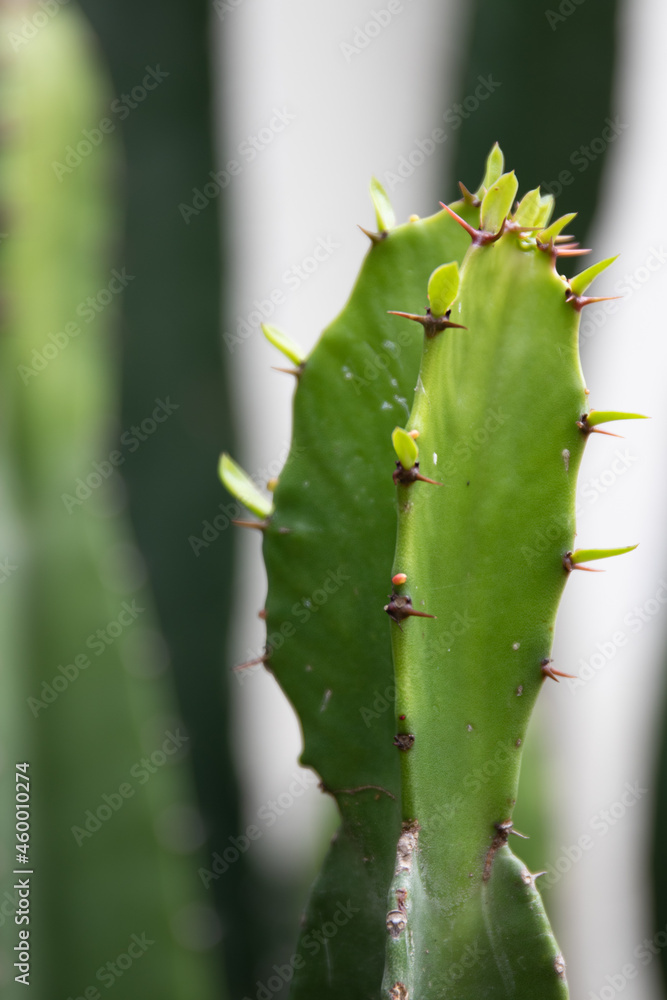 Close up Cactus , showing spines and texture on the surface Close up Cactus , showing spines and texture on the surface