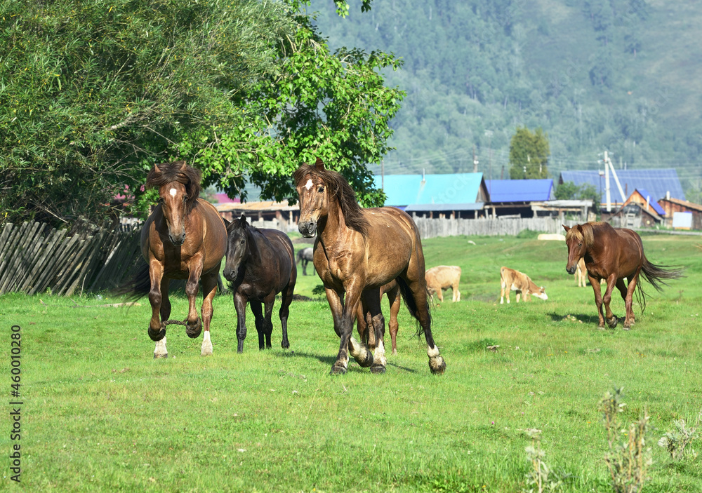 Horses on the edge of the village Horses on the edge of the village