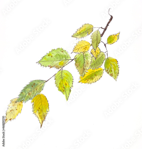 watercolor drawing branch field elm with autumn leaves