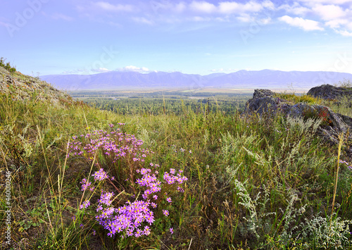 Mountain flowers over the Uimon Valley