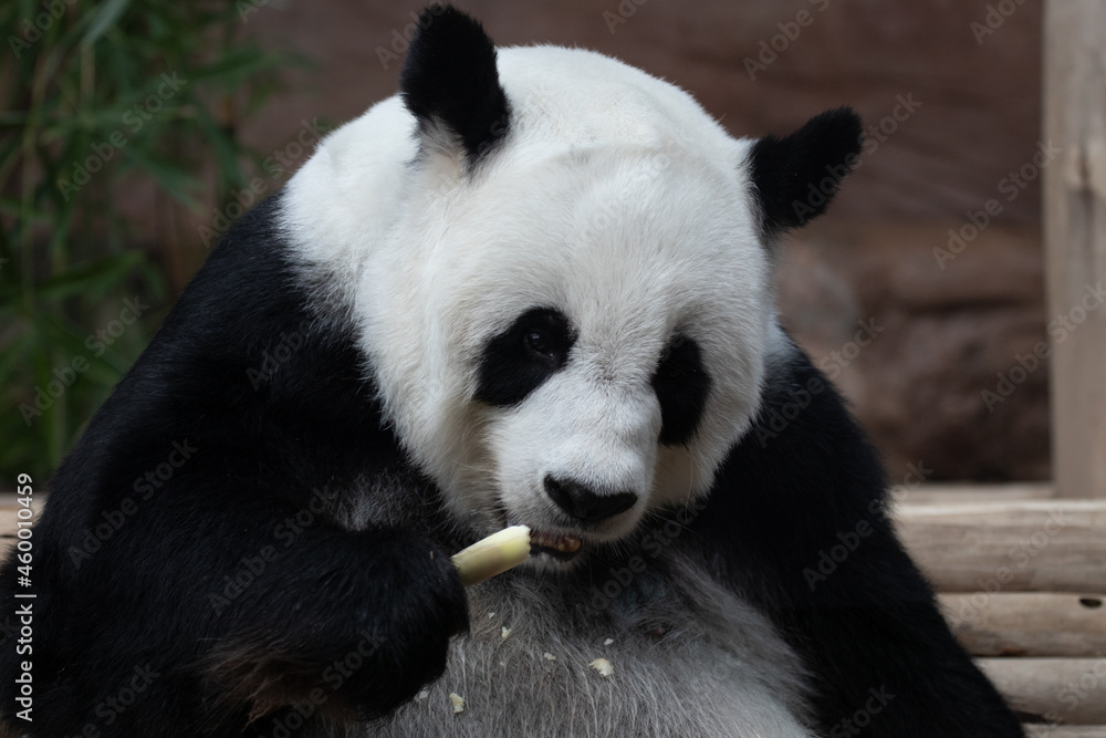 giant panda eating bamboo giant panda eating bamboo