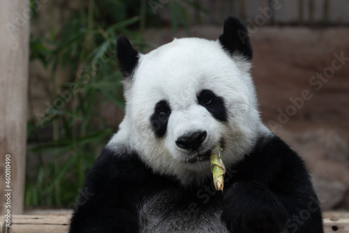Fototapeta Naklejka Na Ścianę i Meble -  Cute Fluffy Panda Eating Bamboo Shoot