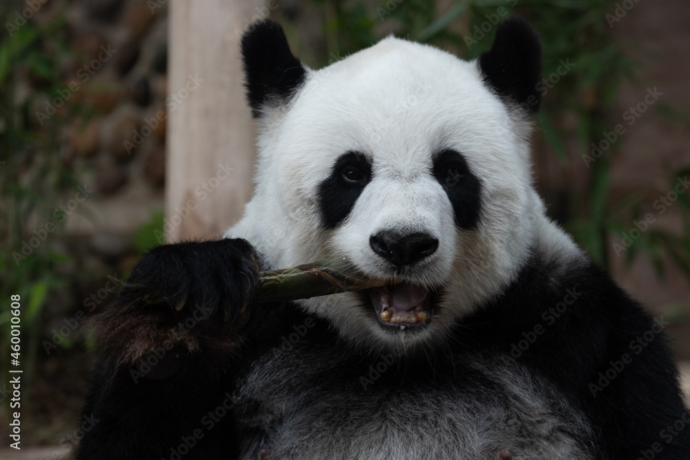 Obraz premium Close up Fluffy Panda , Lin Hui, Eating Bamboo Shoot