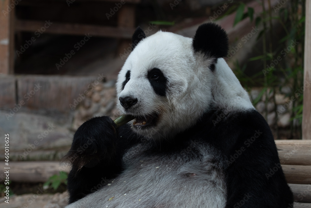 Close up Fluffy Panda Face Close up Fluffy Panda Face