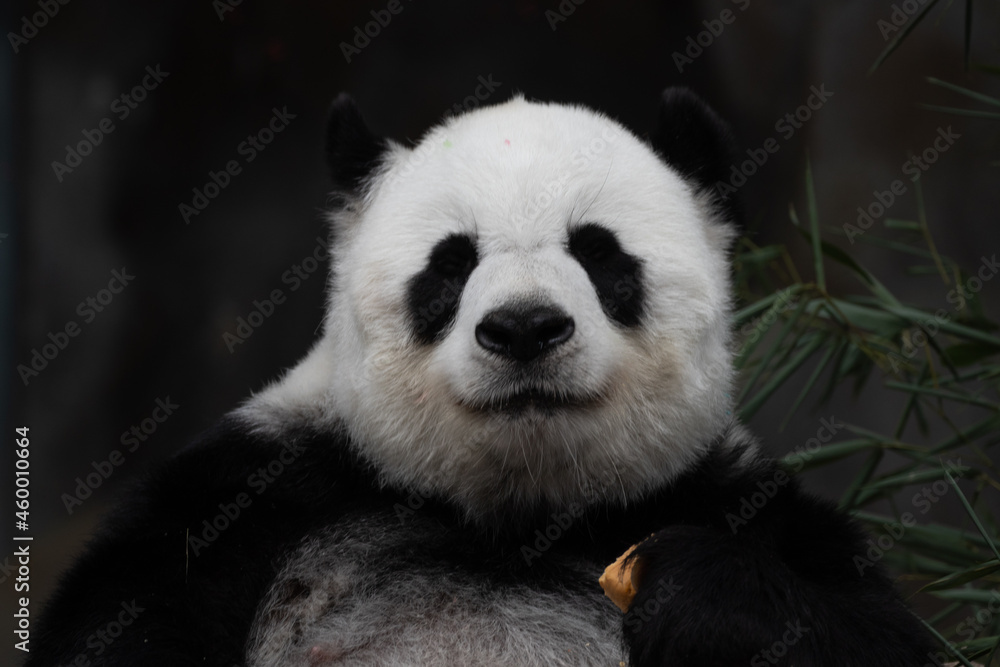 Obraz premium Close up Happy Panda Fluffy Face