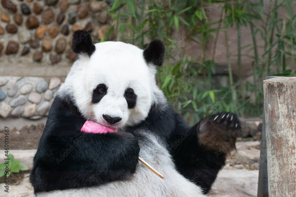 Fototapeta premium Happy Panda is Licking the Red Ice Popsicle