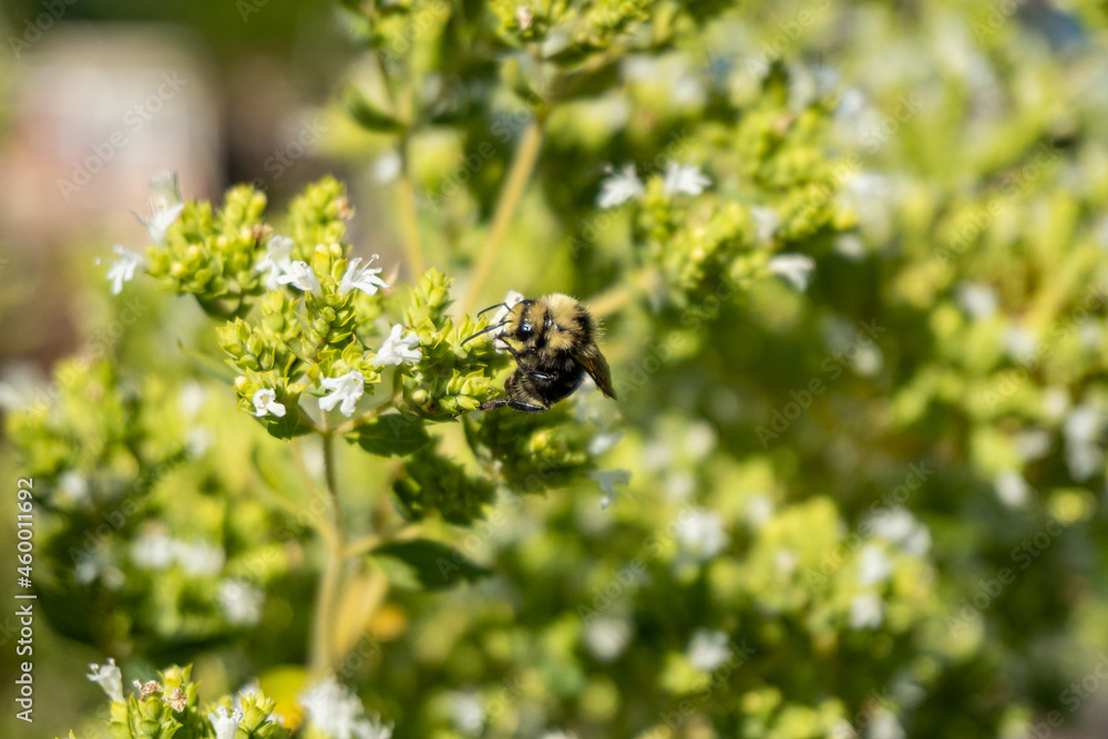 close up of a honeybee pollinating on top of small white flowers close up of a honeybee pollinating on top of small white flowers