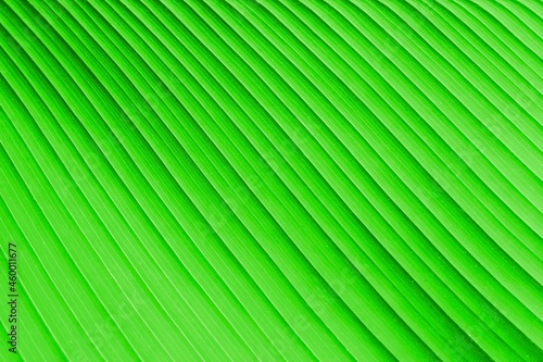 Close - up of green leaves nature background. Nature background of tree leaves texture and background seamless