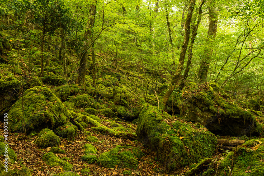 緑一色に染まる原生林の風景