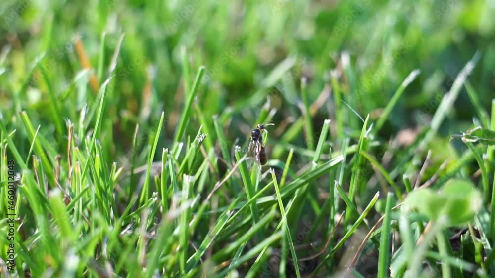 Lasius flavus yellow ant queen taking of green grass in the sunset close up Lasius flavus yellow ant queen taking of green grass in the sunset close up