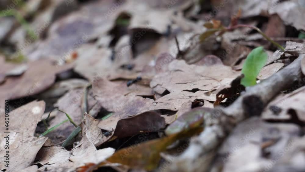 Crowd of black ants walking on forest ground between leaves and plants Crowd of black ants walking on forest ground between leaves and plants