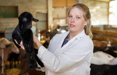 Veterinarian woman examines a goatlings on the farm. High quality photo