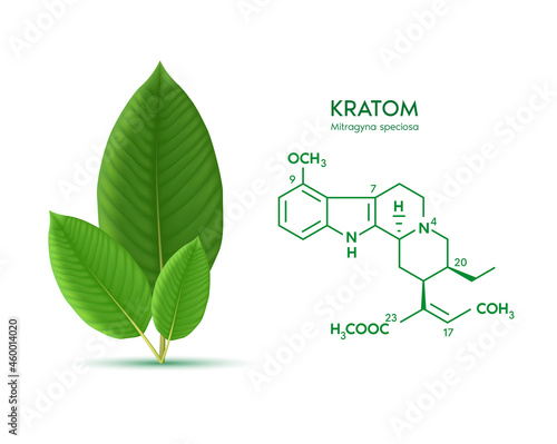 Fresh green Kratom leaf (Mitragyna speciosa) Chemical Structure of Speciogynine. Plant herbal alternative, narcotics, painkiller. Medical concept. Realistic 3D vector. Isolated on white background.