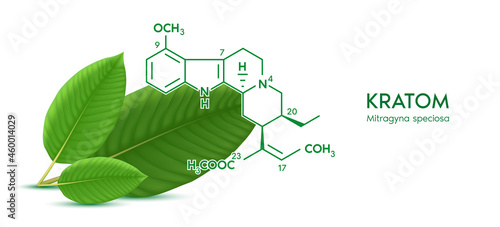 Fresh green Kratom leaf (Mitragyna speciosa) Chemical Structure of Speciogynine. Plant herbal alternative, narcotics, painkiller. Medical concept. Realistic 3D vector. Isolated on white background.