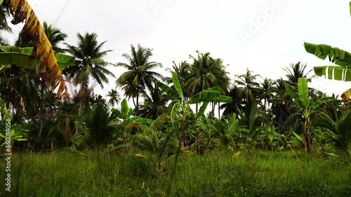 Wallpaper Mural Camera panning across a beautiful farmland containing coconut trees, palm trees and plantain.  Torontodigital.ca