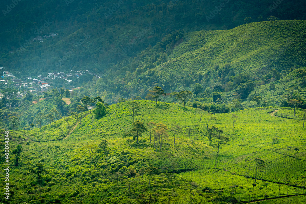 View of Kemuning Tea Plantation, Karanganyar, Central Java, Indonesia