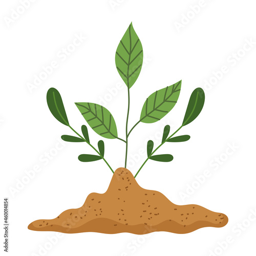 growing plant in soil