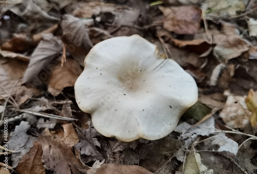 mushroom in the forest