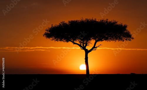 An acacia tree at sunset in Africa 