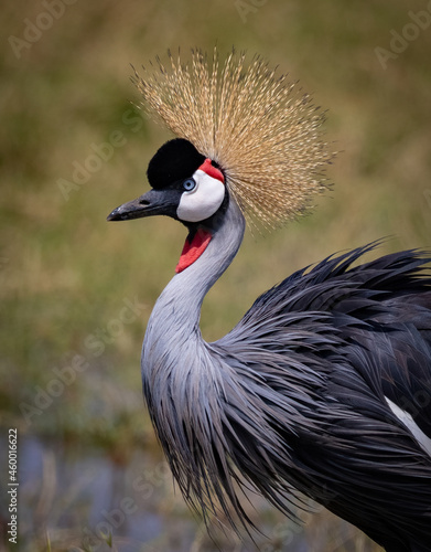 Картината върху платно Grey Crowned Crane in Africa