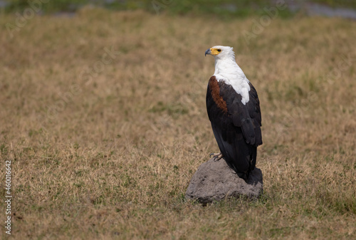 African Fish Eagle  © Harry Collins