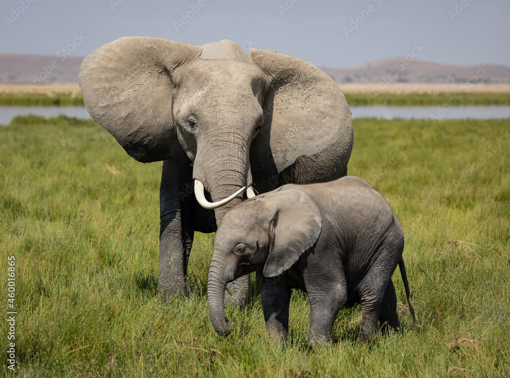 Fototapeta premium An elephant in Africa 
