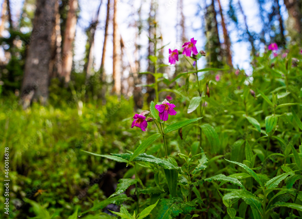 Utah wildflowers Utah wildflowers