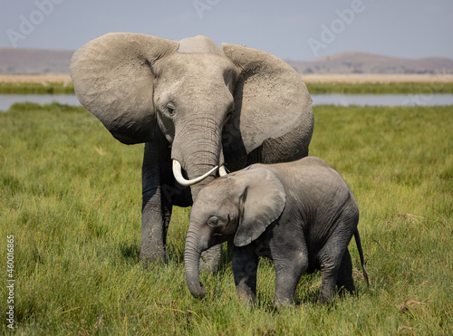 An elephant in Africa 
