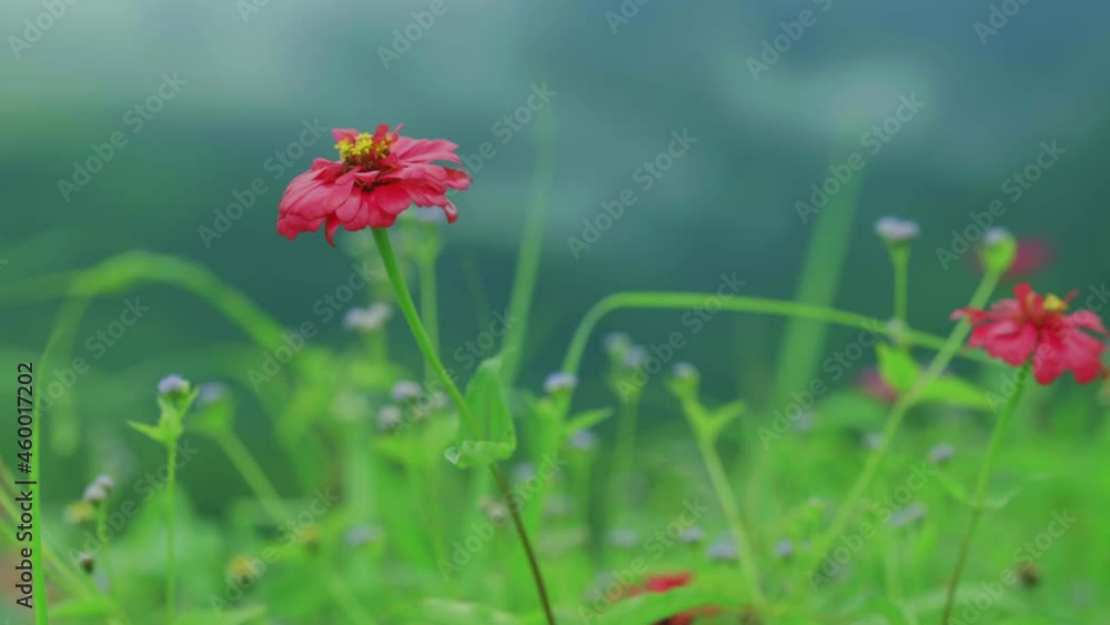 Cosmos flowers in nature, sweet background, blurry flower background, light pink and deep pink cosmos Cosmos flowers in nature, sweet background, blurry flower background, light pink and deep pink cosmos