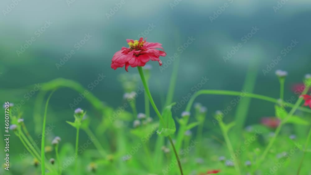 Cosmos flowers in nature, sweet background, blurry flower background, light pink and deep pink cosmos Cosmos flowers in nature, sweet background, blurry flower background, light pink and deep pink cosmos