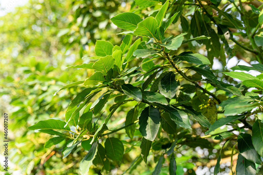 Avocado tree with avocado fruit grow in orchard. avocado garden. Growing Avocado on the tree.
