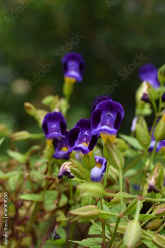 Small Violet flowers in the garden