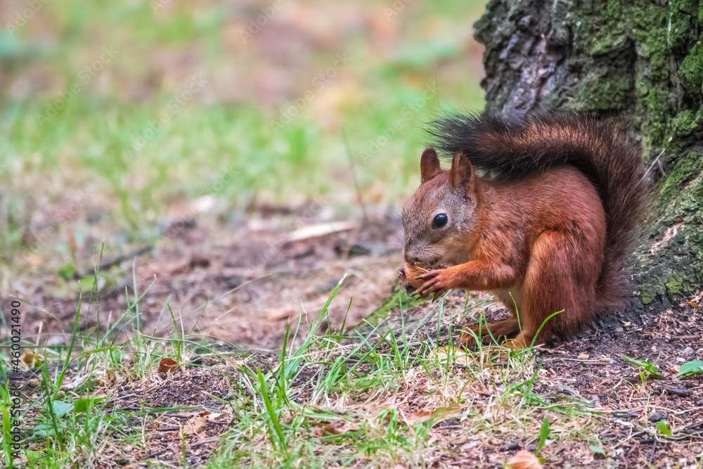 Squirrel in summer with nut on green grass under a big tree Squirrel in summer with nut on green grass under a big tree