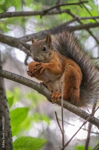The squirrel with nut sits on tree branches in the summer.