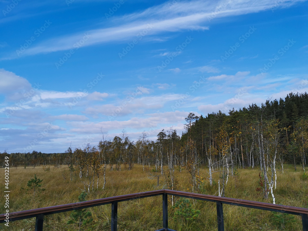 An observation deck  over the swamp, with a view of the grass and low trees against a beautiful sky with clouds.