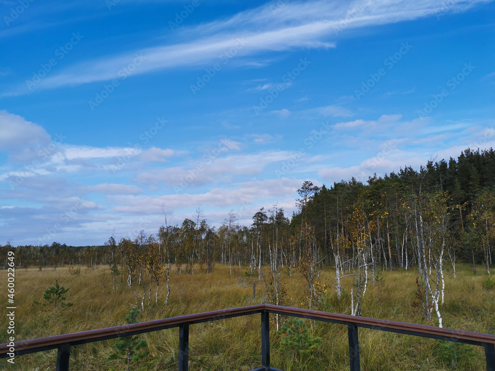 An observation deck over the swamp, with a view of the grass and low trees against a beautiful sky with clouds. An observation deck over the swamp, with a view of the grass and low trees against a beautiful sky with clouds.