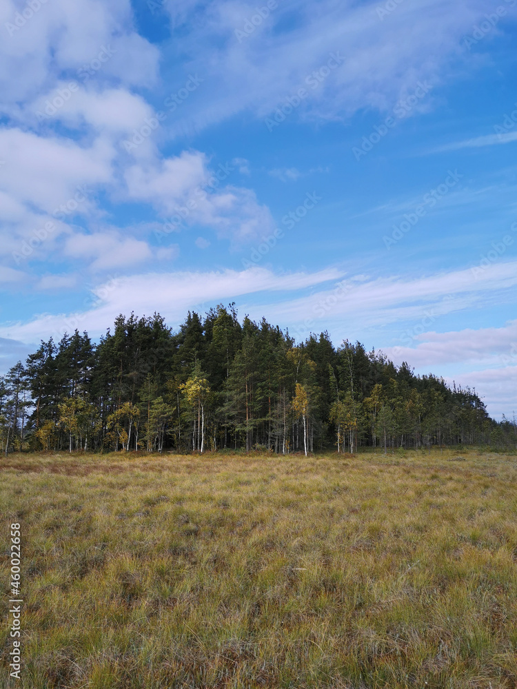 View of the swamp, where tall grass and trees grow against the background of the sky with beautiful clouds. View of the swamp, where tall grass and trees grow against the background of the sky with beautiful clouds.