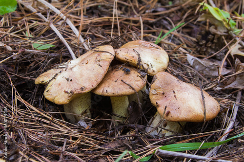 Suillus luteus fungus, commonly referred to as slippery jack or sticky bun in speaking countries